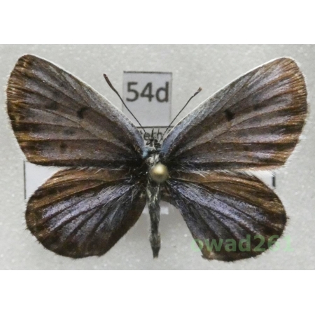 Plebejus argus ssp. coreana Tutt, 1909 male Russia54d